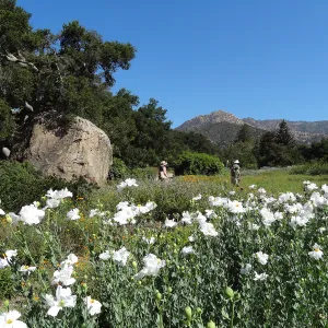 Wildflower display, meadow