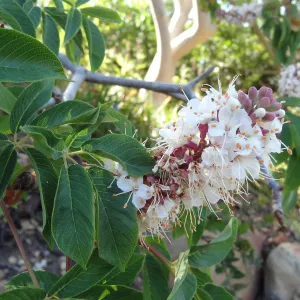 Aesculus in bloom, California buckeye