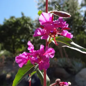 Clarkia in blook