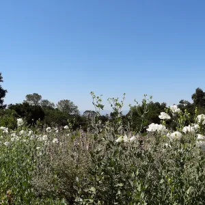 Matilija poppies in the SBBG Meadow, wildflower display, view from top of Meadow