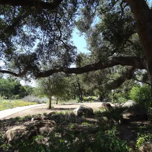 Under the Meadow Oaks, new oaks