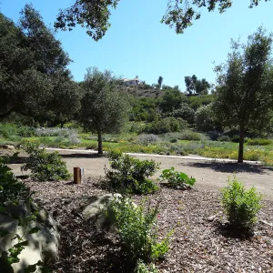Under the Meadow Oaks, new oaks