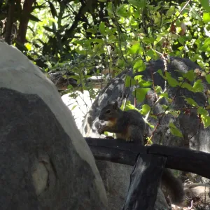grey squirrels in the Meadow Oaks at SBBG