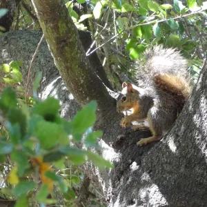 grey squirrels in the Meadow Oaks at SBBG