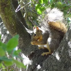 grey squirrels in the Meadow Oaks at SBBG