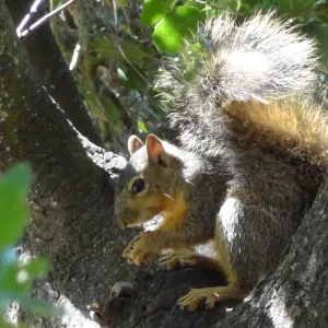 grey squirrels in the Meadow Oaks at SBBG