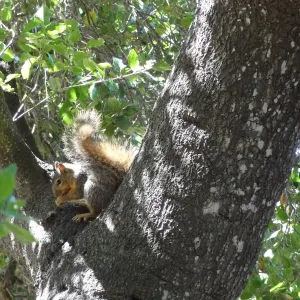 grey squirrels in the Meadow Oaks at SBBG