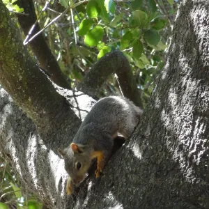 grey squirrels in the Meadow Oaks at SBBG