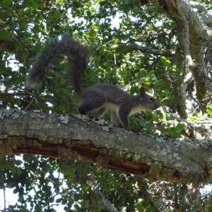 grey squirrels in the Meadow Oaks at SBBG