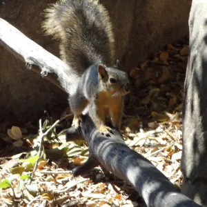 grey squirrels in the Meadow Oaks at SBBG