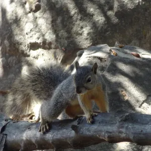 grey squirrels in the Meadow Oaks at SBBG
