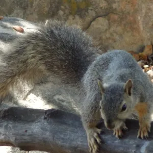 grey squirrels in the Meadow Oaks at SBBG