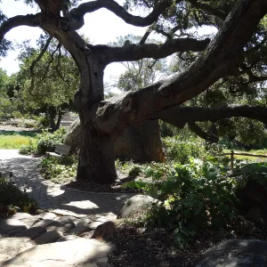 Under the Meadow Oaks, Blaksley Boulder