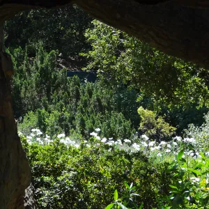 Under the Meadow Oaks
