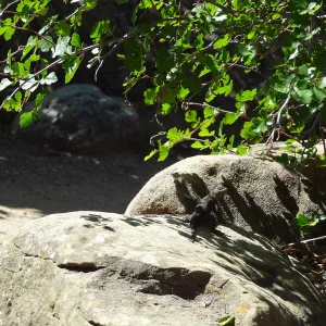 Lizard, shadow, Desert Section