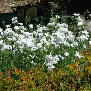 Matilija poppies in the Meadow, wildflower display, gator utility vehicle