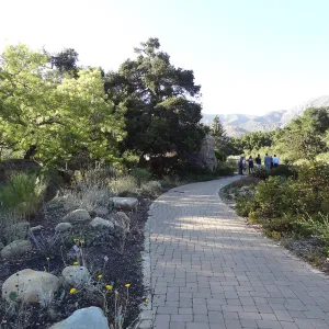 SBBG hosts Santa Barbara Chamber of Commerce Mixer, June 2013, Garden Tour, visitors walking in the Meadow Oaks