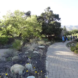 SBBG hosts Santa Barbara Chamber of Commerce Mixer, June 2013, Garden Tour, visitors walking in the Meadow Oaks