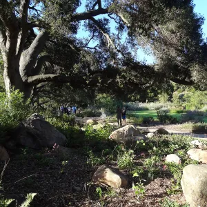 SBBG hosts Santa Barbara Chamber of Commerce Mixer, June 2013, Garden Tour, visitors walking in the Meadow Oaks
