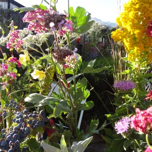 SBBG hosts Santa Barbara Chamber of Commerce Mixer, June 2013, floral arrangements