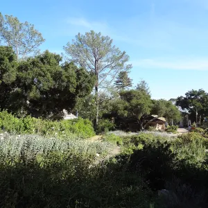 Garden Meadow, Ground Cover Display