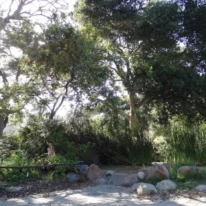 Meadow Pond