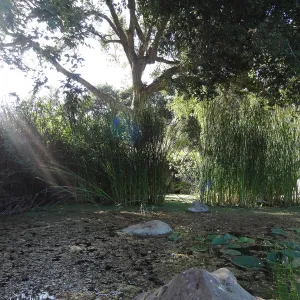 Meadow Pond