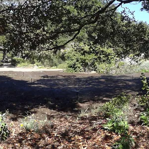 SBBG Meadow Revival Project, August 2013 panorama