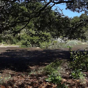 SBBG Meadow Revival Project, August 2013 panorama