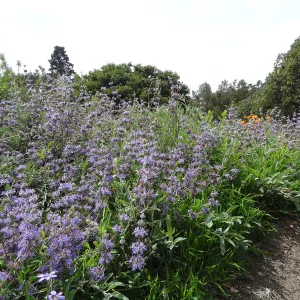 blooming on the Porter Trail