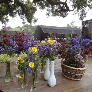 floral arrangements of Garden wildflowers for the SBBG Members Picnic