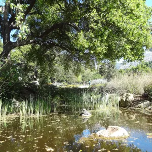Meadow Pond