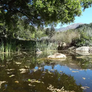 Meadow Pond
