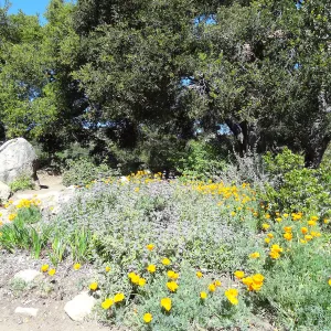 Wildflowers blooming at the edge of the Meadow Oaks