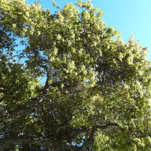 Coast Live oak, Quercus agrifolia in bloom