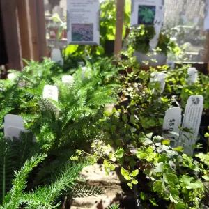 Spring Plant Sale 2013