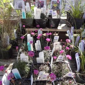 Spring Plant Sale 2013, Armeria