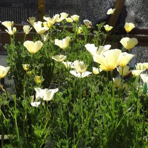 Spring Plant Sale 2013, cream colored poppies
