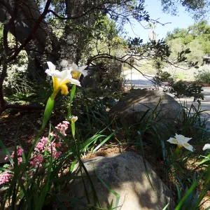 Entrance oak with Iris Canyon Snow and pink Heuchera