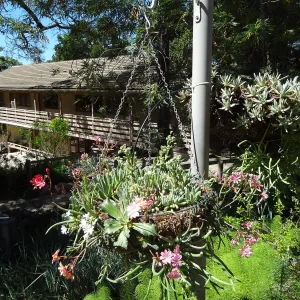 Hanging baskets at Garden entrance, Lewisia and Dudleya (liveforevers)
