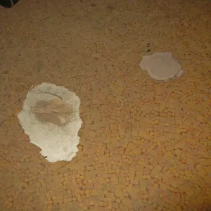 Decaying linoleum floor in herbarium building