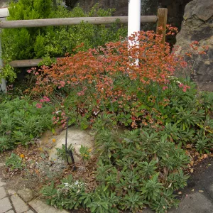 Red flowered buckwheat (Eriogonum grande rubescens) at entrance