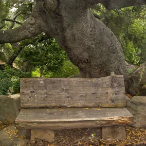 Ben Weininger bench in Manzanita Section