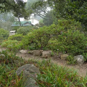 Manzanita Section with Cottage in background