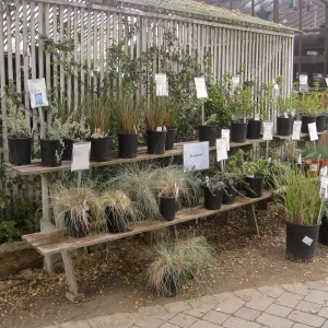 Bargin plant shelf at Garden Growers Nursery