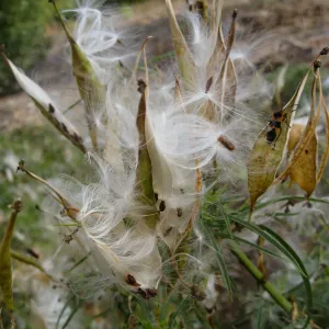  Asclepias fascicularis, close up of opened seed pods, at SBBG