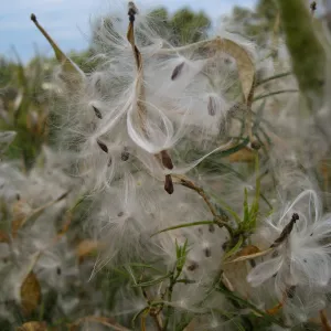  Asclepias fascicularis, close up of opened seed pods, at SBBG