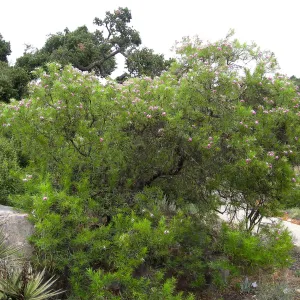 Chilopsis linearis, Desert Section, SBBG