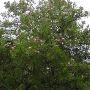 Chilopsis linearis, Desert Section, SBBG