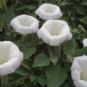 Datura wrightii, jimson weed, at SBBG
